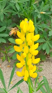 210411_Honeybee.JPG